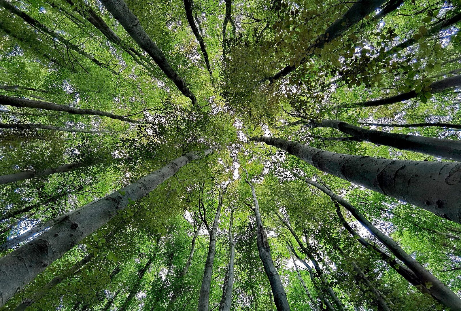 Bois de Casehill, Dinas Powys, vallée de Glamorgan, pays de Galles