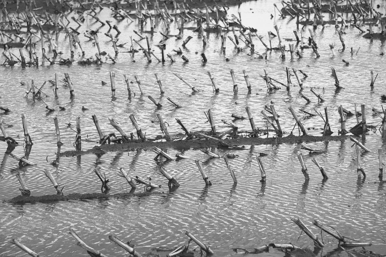 Champ de maïs inondé