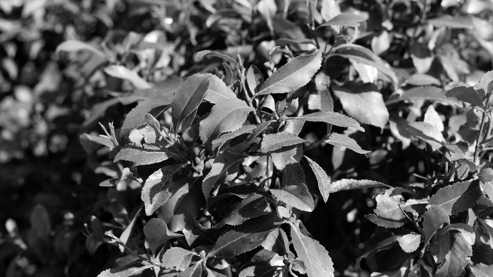 Feuilles du buisson de Qat