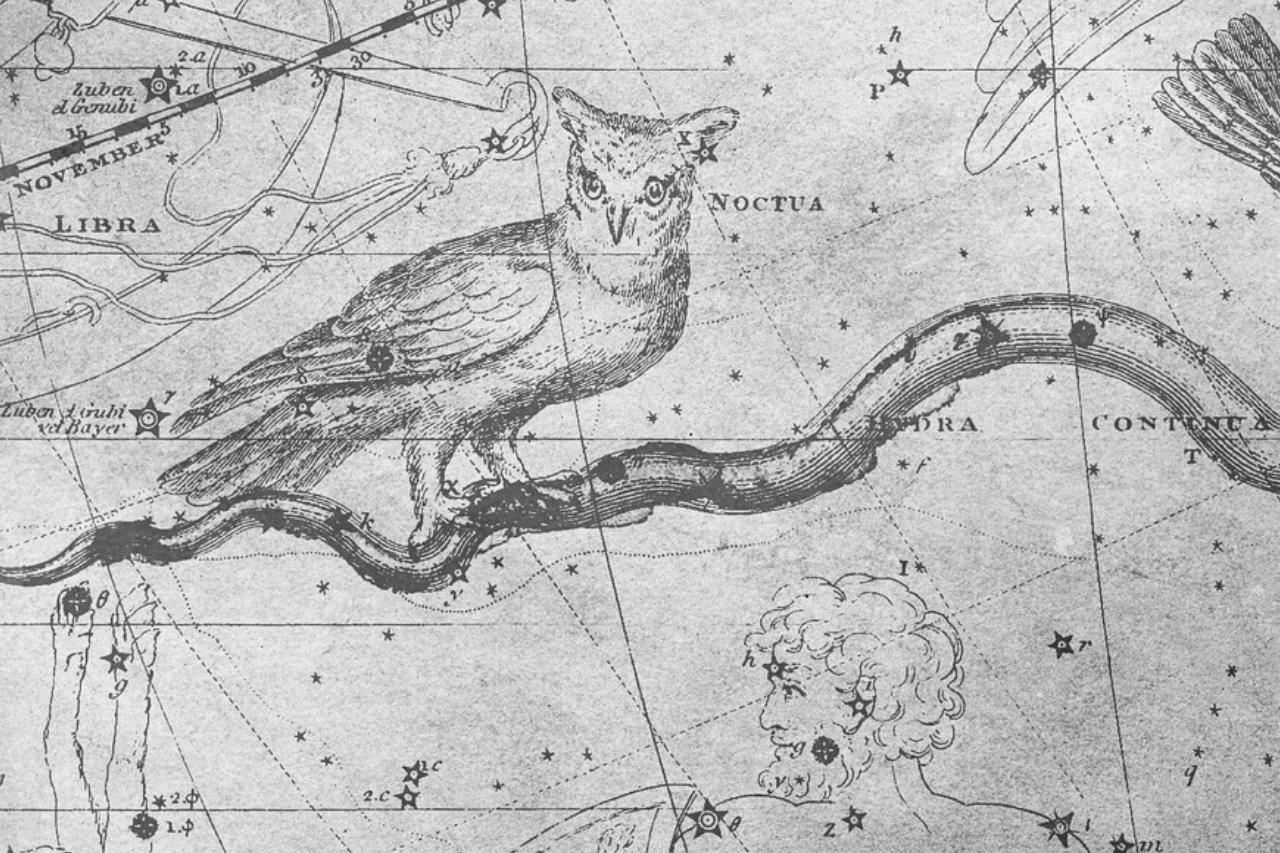 Les hiboux dans la mythologie nordique : les oiseaux sacrés d'Odin, emblèmes de sagesse